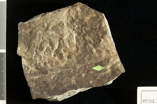 Baiera muensteriana (Presl) Heer