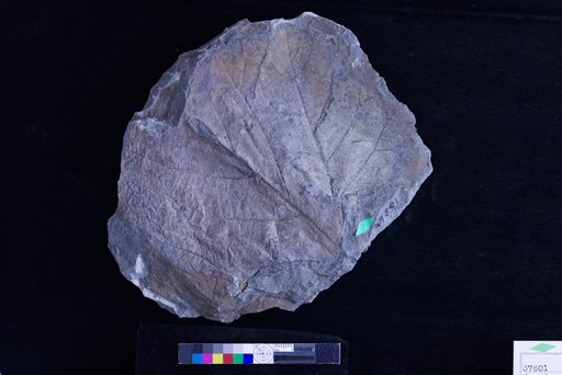 Pseudoprotophyllum crenulatum Hollick