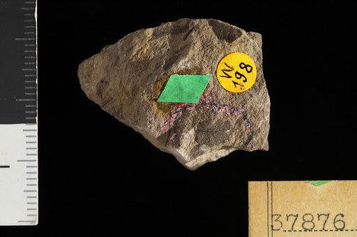 Phyllites nirihuaoensis Berry