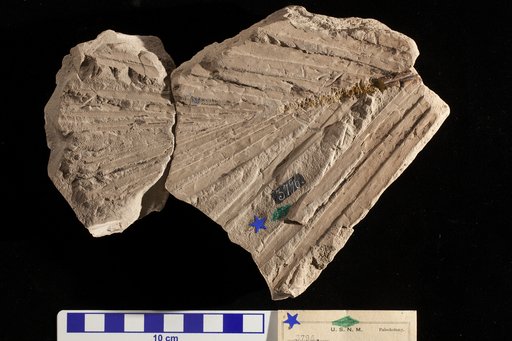 Dioonites buchianus Schimper