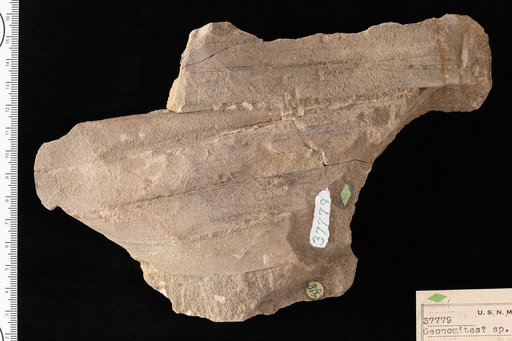 Geonomites sp Knowlton
