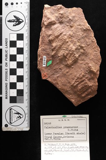 Paleotaxites praecursor White