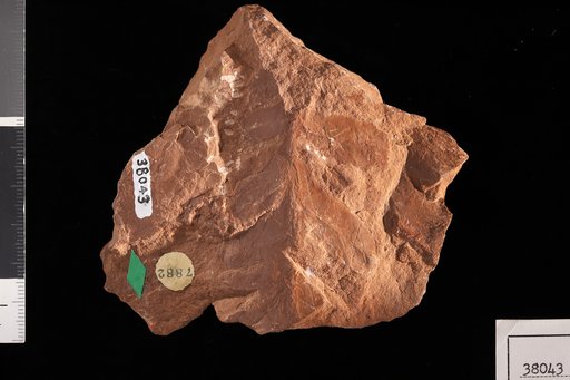 Brongniartites ? aliena White