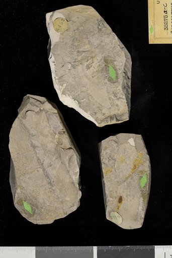 Conocarpus eocenica Berry