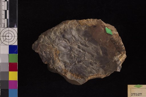 Castaliites inordinatus Hollick