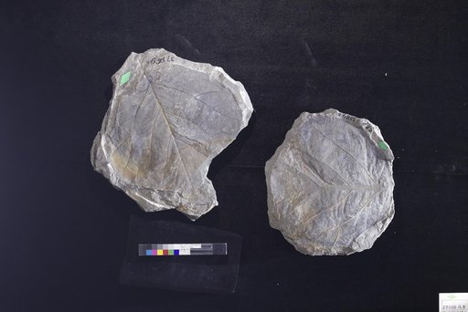 Credneria grewiopsoides Hollick