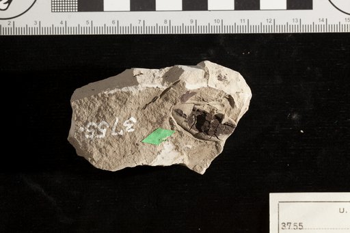 Carpolithes harveyi Fontaine