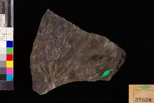 Menispermites septentrionalis Hollick