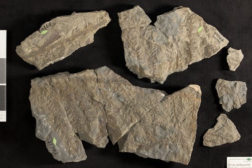 Palissya sphenolepis (Braun) Brongniart