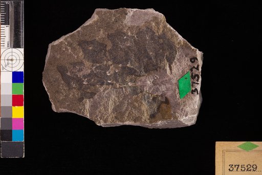 Castaliites crenatidentatus Hollick