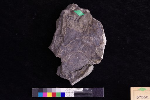 Menispermites hederaeoides Hollick