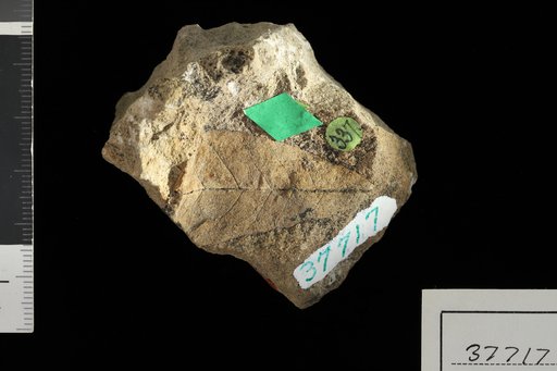 Asimina eocenica Lesquereux