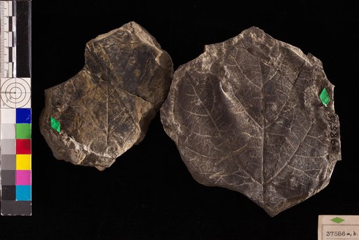 Pseudoaspidiophyllum platanoides Hollick