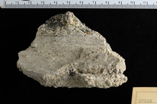 Chlorellopsis sp indet. Bradley