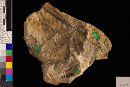 Pseudoprotophyllum magnum Hollick