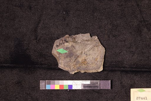 Cephalotaxopsis electilis Hollick