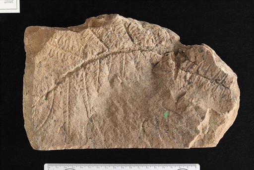Callipteris arizonae White