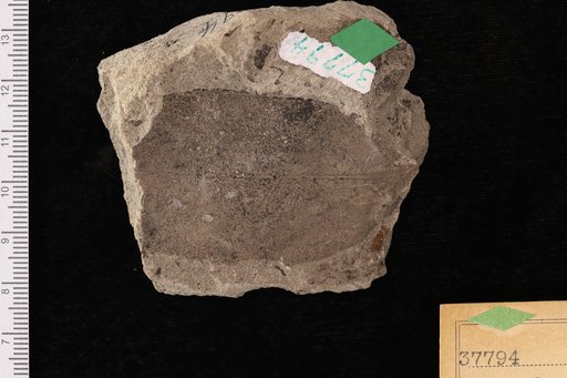 Nyssa lanceolata Lesquereux