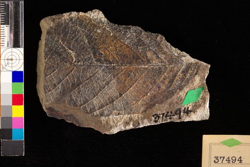 Hicoria duriuscula Hollick