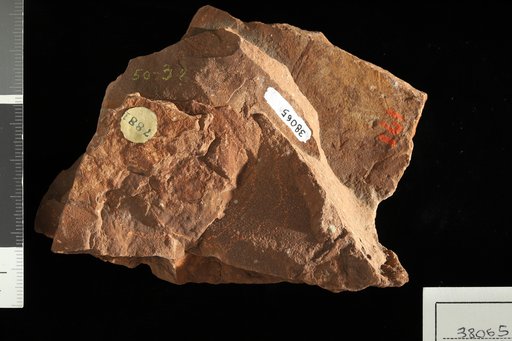 Carpolithus sp White