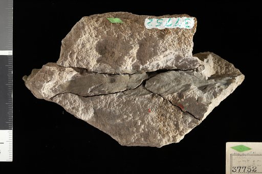 Diplazium crossii Knowlton