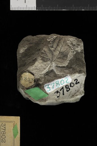 Phyllites sp Knowlton