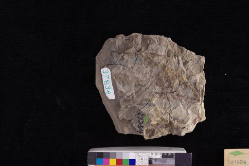 Schlerotites ? cypericola Knowlton