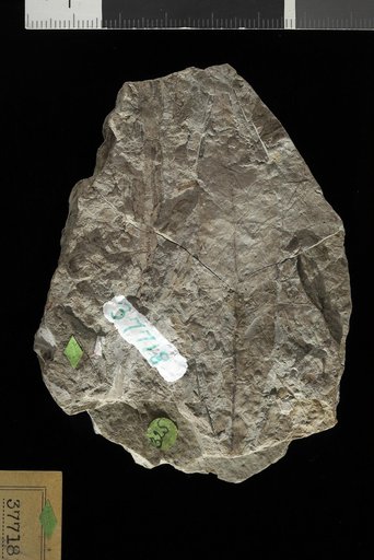 Asimina eocenica Lesquereux