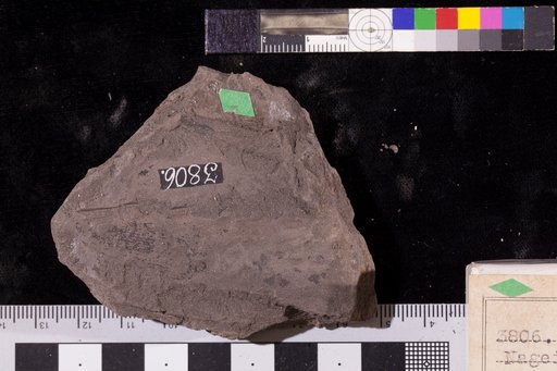 Nageiopsis crassicaulis Fontaine