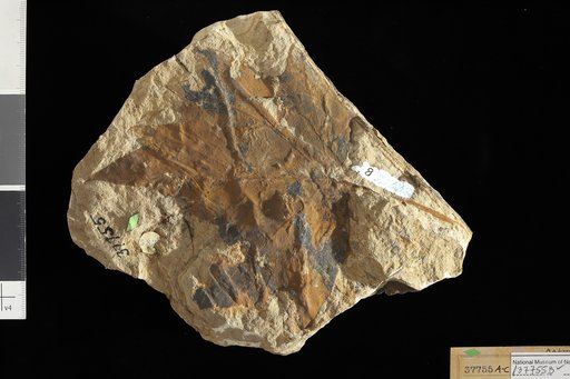 Dombeyopsis magnifica Knowlton