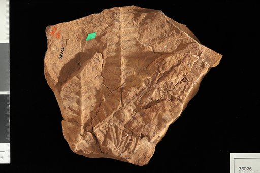 Callipteris conferta (Sternberg) Brongniart