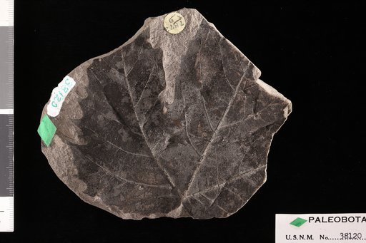 Platanus dissecta Lesquereux