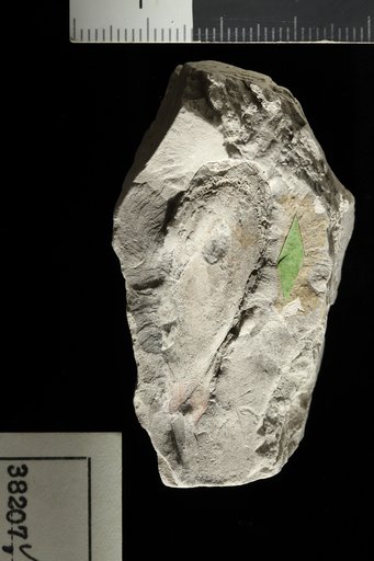 Potamogeton middendorfensis Berry
