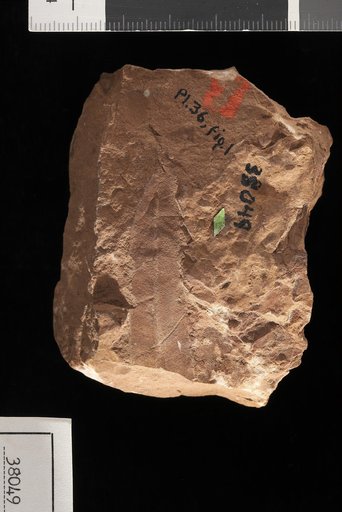 Taeniopteris coriacea Goeppert