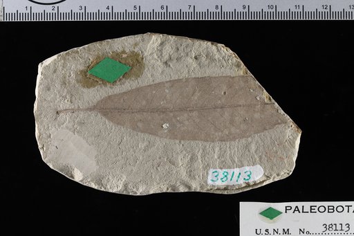 Castanea orientalis Chaney