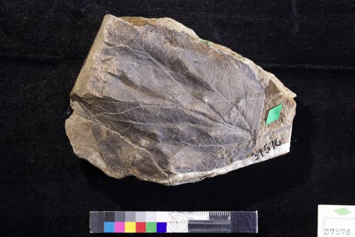 Credneria basinervosa Hollick