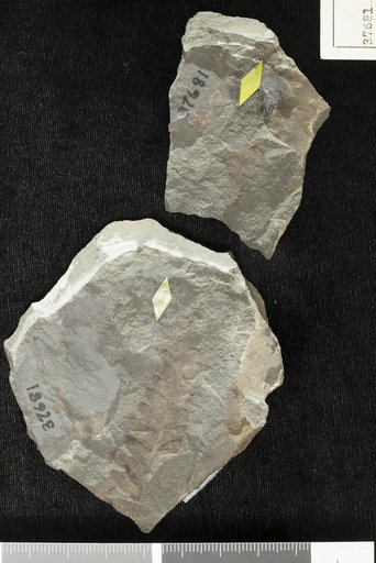 Asterocarpus falcatus Emmons