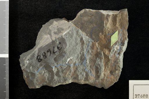 Acrostichites microphyllus Fontaine in Ward
