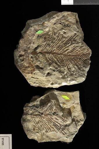 Ctenophyllum wannerianum Fontaine in Ward