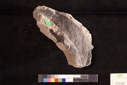 Celastrus pseudocurvinervis Hollick