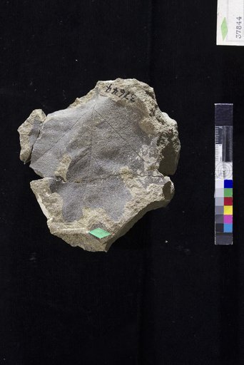 Cissites comparabilis Hollick