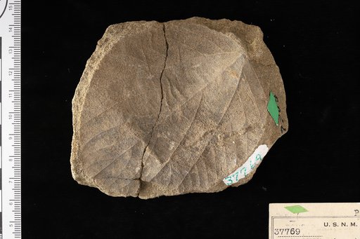 Ficus planicostata var. goldiana Lesquereux
