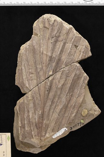 Geonomites tenuirachis Lesquereux