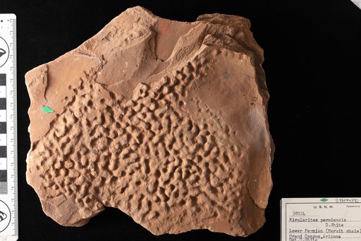 Rivularites permiensis White