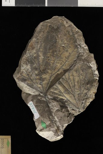 Platanus aceroides var. latifolia Knowlton