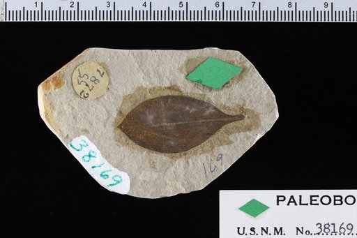 Diospyros princetoniana Cockerell