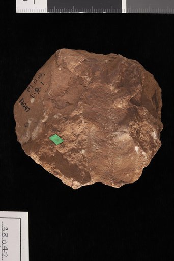 Taeniopteris cf. eckhardti Kurtze
