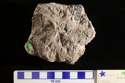 Thyrsopteris dentatata Fontaine
