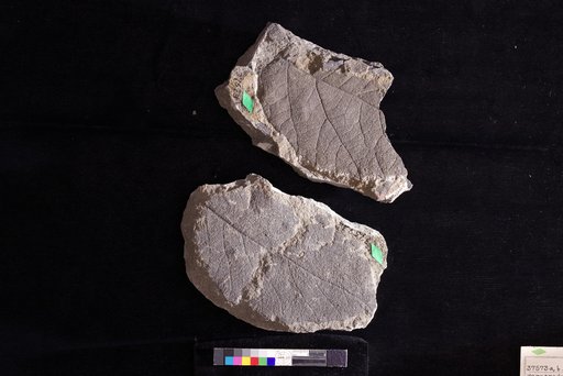 Paracredneria alaskana Hollick