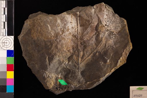 Pseudoprotophyllum magnum Hollick